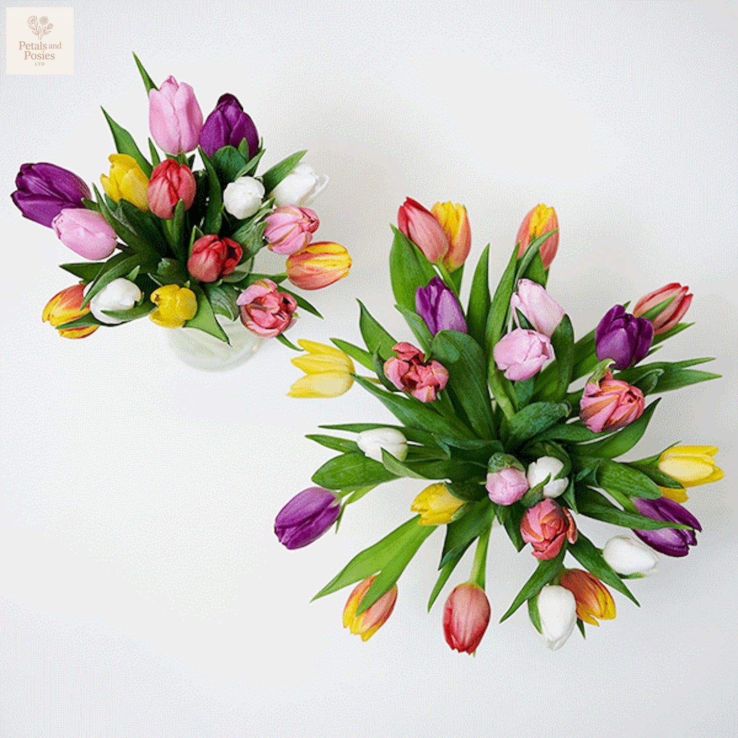 Colorful Tulips.