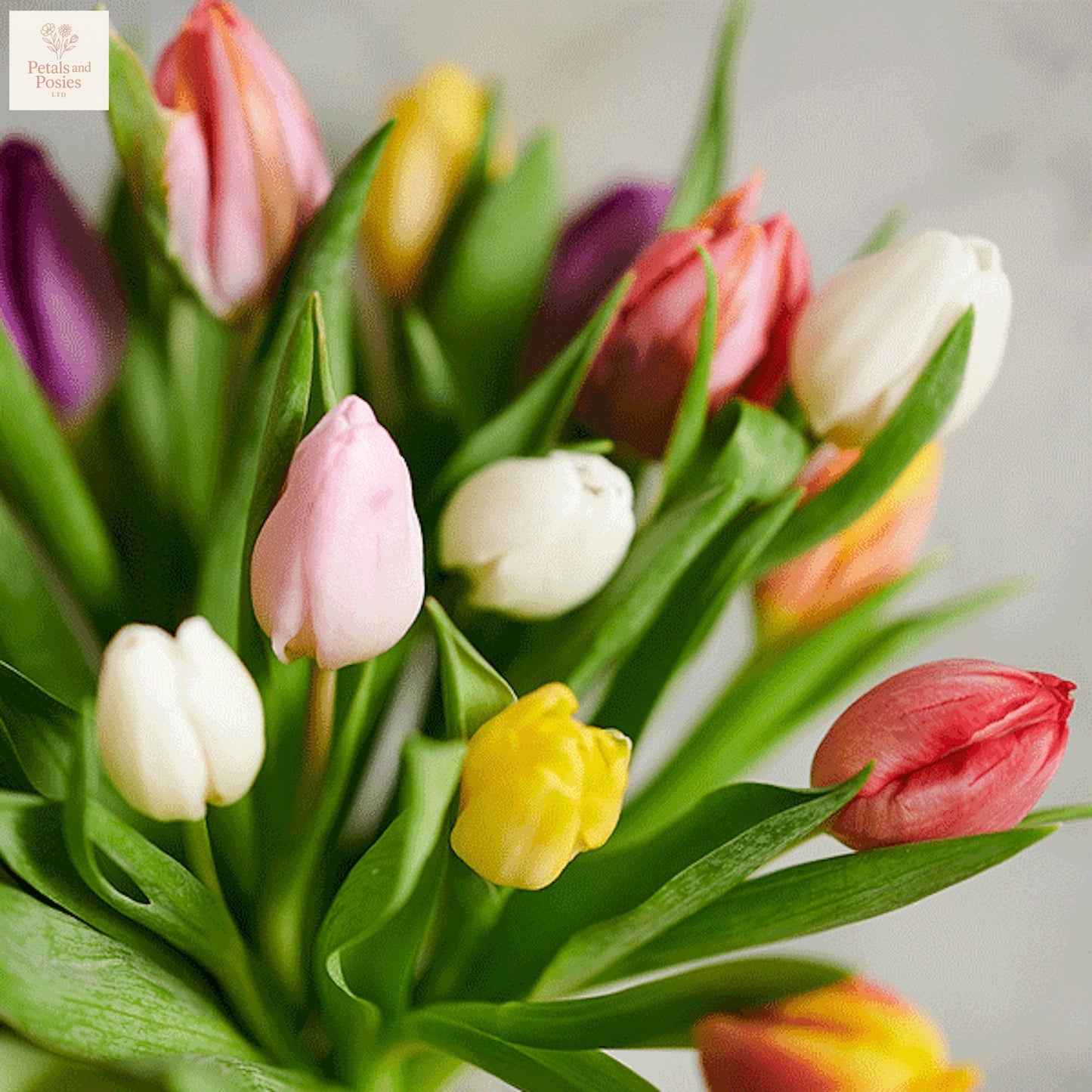 Colorful Tulips.